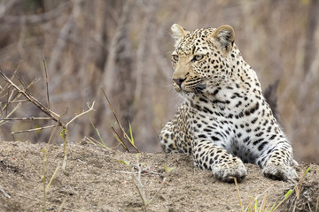 Lone leopard lay down resting on an anthill in nature during daytime