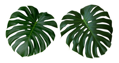 Monstera-Pflanzenblätter, die tropische immergrüne Rebe isoliert auf weißem Hintergrund, Beschneidungspfad enthalten
