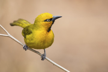 Spectacled Weaver perch and balance on thin branch