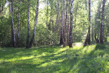 Obraz premium Białoruski las w słońcu latem