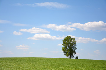 lonely tree on a green field under white clouds