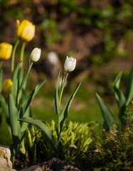 white tulips with green leaves on a blurred nature background