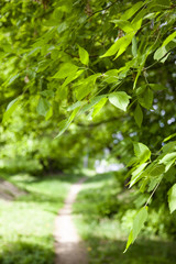 Obraz premium Green leaves on a blurred natural background