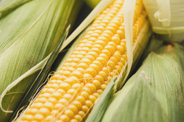 Fresh yellow corn cob closeup, background