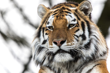 Close up of  tiger