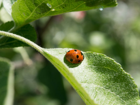 Ladybug on leaf. Ladybug enjoying some quite time on the leaf
