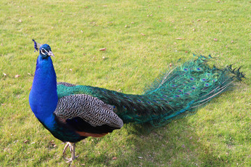 Obraz premium Colorful peacock tale