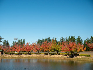 Autumn Maple Beautiful Landscape