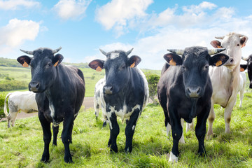 jeunes vaches en pâture