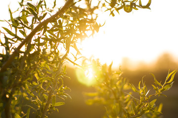 Willow branch with green small leaves over sunlight © innalimanskaya