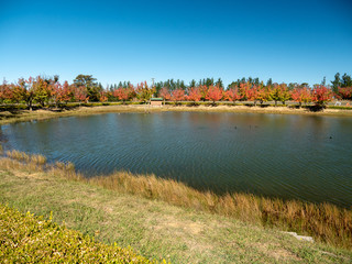 Autumn Maple Beautiful Landscape