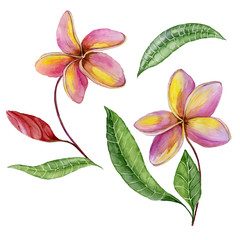 Pink and yellow plumeria flowers with exotic leaves. Tropical floral set. Isolated on white background.  Watercolor painting.