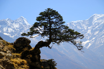 Himalaya-Kiefer © Gerhard Albicker