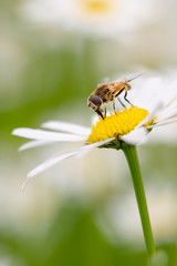Syrphid fly pollinating and feedeing on daisy
