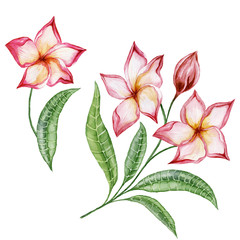 Beautiful plumeria flowers with exotic leaves. Tropical floral set. Isolated on white background.  Watercolor painting.