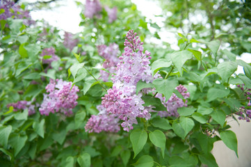 Lilac field