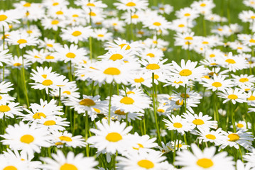 Fototapeta premium Field of Daisies on a meadow