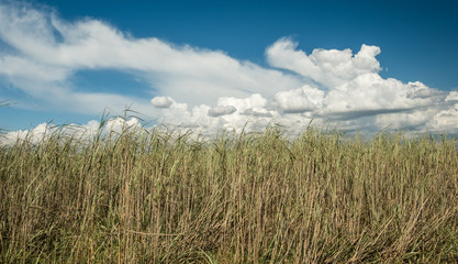 Fototapeta na wymiar Reed field and cloudy sky