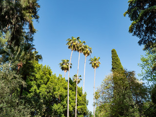 Palace of Alcazar, Famous Andalusian Architecture. Old Arab Palace in Seville, Spain. Ornamented Arch and Column. Famous travel destination.