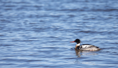 Red-breasted Merganser Male with Copy Space