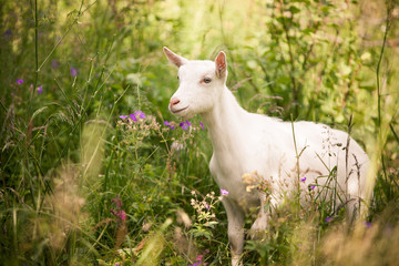 Obraz na płótnie Canvas Goat in a Norwegian field