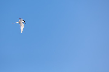 Fototapeta na wymiar Blue Sky Background with Bird Entering Frame