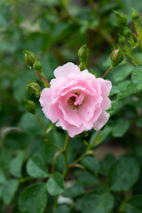 雨の後のピンク色のばら「サマーモルゲン」の花のアップ