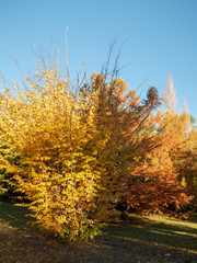 Autumn Maple Beautiful Landscape