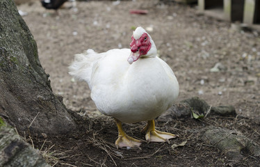 White Muscovy duck portrait. Duck with red nasal corals at the farm