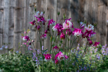 Obraz premium Purple Aquilegia flower on natural background, close up