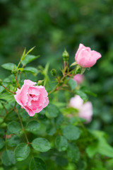 雨の後のピンク色のばら「サマーモルゲン」の花のアップ