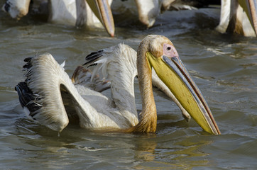 Pélican blanc,.Pelecanus onocrotalus, Great White Pelican, Sénégal
