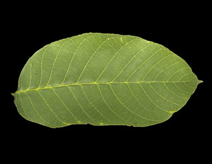 leaf isolated on black background