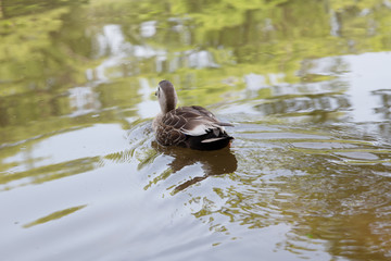 泳ぎ去るカルガモ