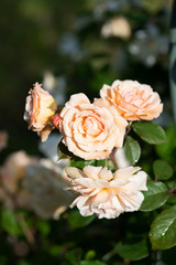 雨の後のクリーム色のばら「バフビューティー」の花のアップ