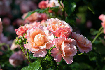 雨の後のオレンジとピンクのばら「ウーメロ」の花のアップ