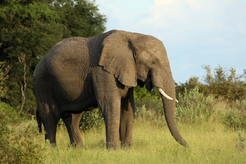Fototapeta premium The African bush elephant (Loxodonta africana) a big male in a green savanna. Big male in okavango delta.