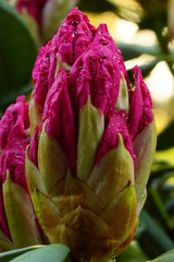 Rhodondendronbl&uuml;te