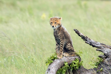 The cheetah (Acinonyx jubatus), also known as the hunting leopard, cub on a slant dry tree.