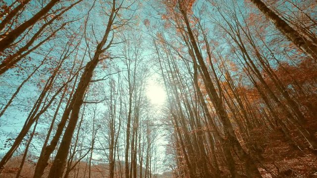 Autumn backlit forest trees tracking shot