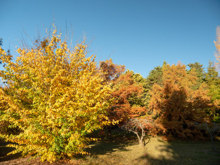 Autumn Maple Beautiful Landscape