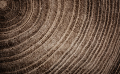 Stump of tree felled - section of the trunk with annual rings. Slice wood.