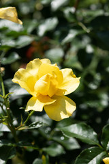 雨の後の黄色のばら「イエローシンプリシティ」の花のアップ