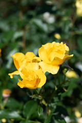 雨の後の黄色のばら「イエローシンプリシティ」の花のアップ