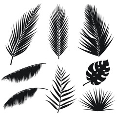 Vector tropical palm leaves silhouette set isolated on white background. Summer exotic flora. Jungle palm and monstera leaf. Illustration for your design. Eps 10.