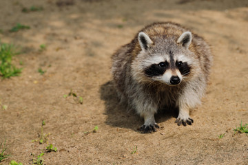 Lotor common raccoon