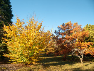 Autumn Maple Beautiful Landscape