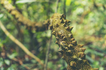 Beautiful scence of tropical forest