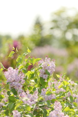 Obraz premium Lilacs