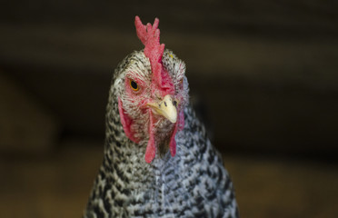 Portrait of colorful hen over brown out of focus background; image taken at the bio farm, on free bird